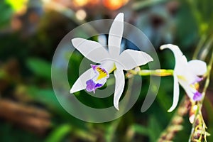 Orchid Flower on a garden