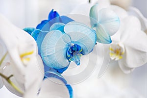 Orchid flower in garden. Beautiful blue Orchid. Phalaenopsis Orchid. Blue Flowers - Blue Orchids