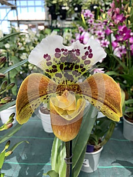Orchid flower in the garden plant nursery.