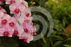 Orchid flower in garden at winter for postcard beauty and agriculture idea concept
