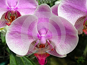Orchid flower in garden at winter or spring day for postcard beauty and agriculture idea concept design.