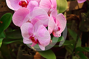 Orchid flower in garden at winter or spring time. Phalaenopsis orchid