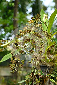 Orchid flower (Grammatophyllum speciosum blume)