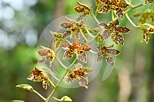 Orchid flower (Grammatophyllum speciosum blume)