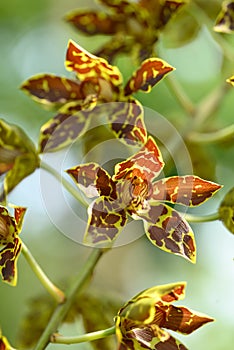 Orchid flower (Grammatophyllum speciosum blume)