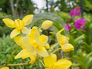 Orchid flower and green leaves background in garden.