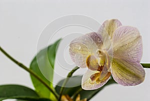 Orchid flower with green leaves with water drops on a white background