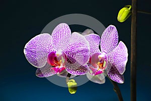 Orchid flower in gro plan, white and pink orchid flower