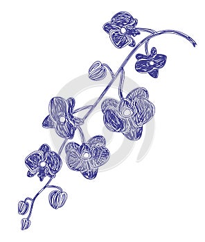 Orchid flower. Hand drawn floral vector illustration. Pen or marker sketch. Hand drawn design print. Natural pencil