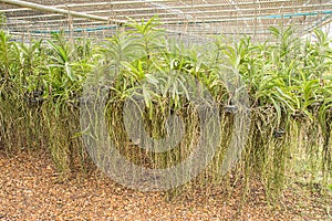 Orchid flower hanging in plant nursery.