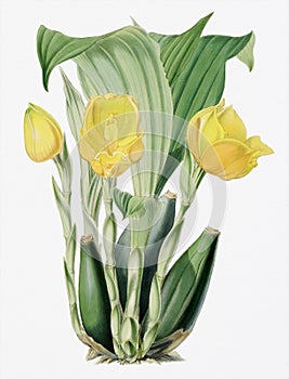 Orchid flower illustration. Anguloa Clowesii orchid photo