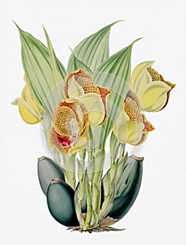 Orchid flower illustration. Anguloa Ruckeri orchid photo