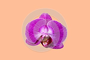 orchid flower isolated on peach fuzz background