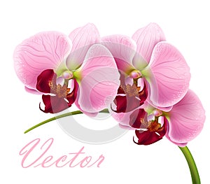 Orchid flower isolated - vector is available too! photo