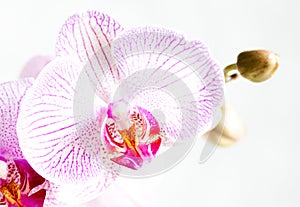 Orchid flower isolated on white