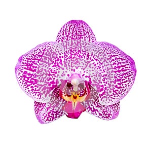 Orchid flower isolated on white background