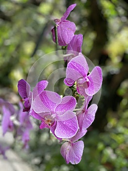 Orchid Flower at Kebun Raya Bogor photo
