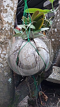 Orchid flower leaves are planted using coconut fiber and covered with charcoal