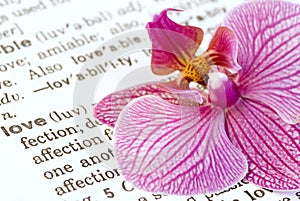 Orchid flower on love