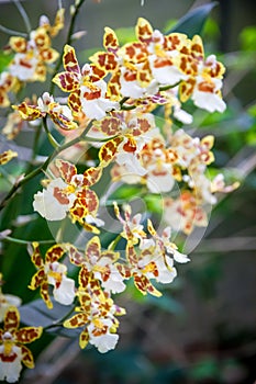 Orchid flower, Odontoglossum