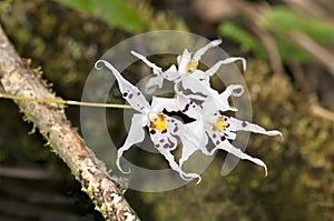 Orchid flower Odontoglossum