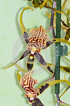 Orchid flower Odontoglossum Luteopurpureum Lindl. May 12, 2019. Madrid Spain. Botanical Biology Nature Photography