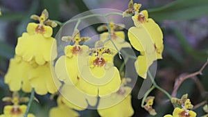 Orchid flower in orchid garden at winter or spring day for beauty and agriculture concept design. Oncidium goldiana Orchid