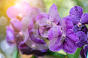 Orchid flower in orchid garden at winter or spring day for beauty and agriculture concept design. Vanda Orchidaceae