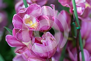 Orchid flower in orchid garden at winter or spring day for beauty and agriculture design. Cymbidium Orchidaceae