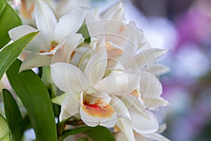 Orchid flower in orchid garden at winter or spring day for decoration and agriculture design. Dendrobium Orchidaceae