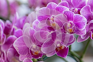 Orchid flower in orchid garden at winter or spring day for decoration and agriculture design. Phalaenopsis Orchidaceae