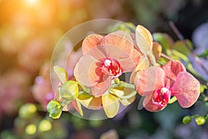 Orchid flower in orchid garden at winter or spring day for postcard beauty and agriculture design. Phalaenopsis Orchidaceae