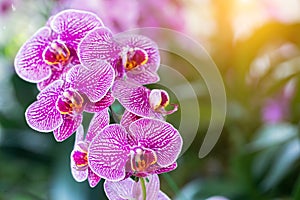 Orchid flower in orchid garden at winter or spring day for postcard beauty and agriculture design. Phalaenopsis Orchidaceae