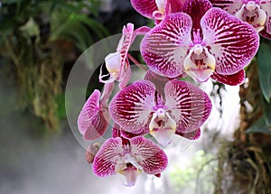 Orchid flower. Orchidaceae.
