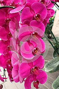 Orchid flower. Orchidaceae. orchids are available in pink, orange, purple and white.