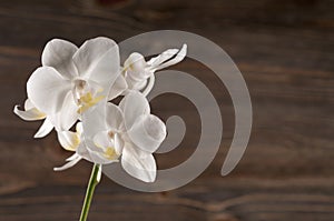 Orchid flower over wooden background.