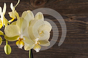 Orchid flower over wooden background.