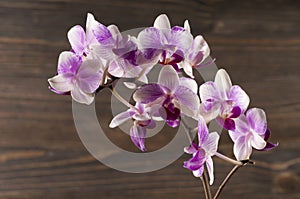 Orchid flower over wooden background.