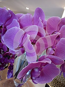 Orchid