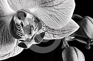 Orchid Flower phalaenopsis