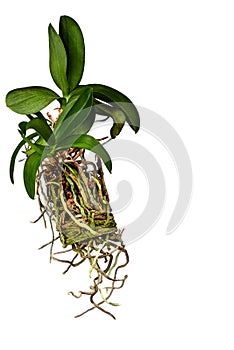 Orchid flower, phalaenopsis and its long root system on a white