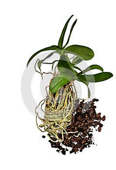 Orchid flower, phalaenopsis and its root system on a white background.