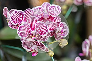 Orchid flower. Phalaenopsis Orchidaceae