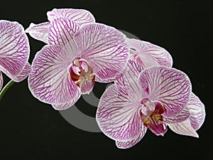 Orchid phaleanopsis close up