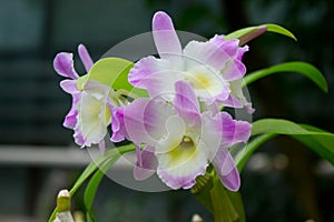 Orchid flower pink