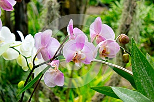 Orchid flower pink