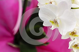 Orchid flower on pink background