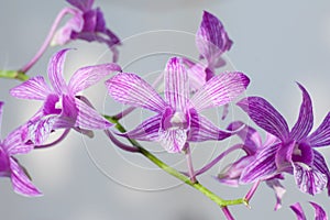 Orchid Flower