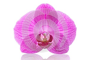 Orchid Flower Pink Phalaenopsis or Moth dendrobium isolated