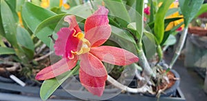 Orchid Flower Plant